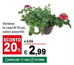 Sole - Verbena In Vaso Ø 14 Cm, Colori Assortiti
