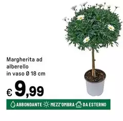 Margherita Ad Alberello In Vaso Ø 18 Cm