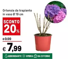 Ortensia Da Trapianto Ortensia Da Trapianto