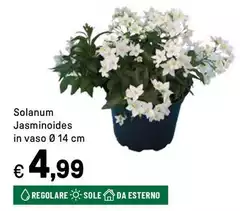 Sole - Solanum Jasminoides In Vaso Sole - Solanum Jasminoides In Vaso