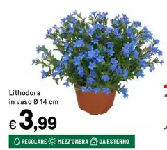 Lithodora In Vaso Lithodora In Vaso