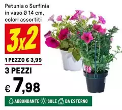 Petunia O Surfinia In Vaso