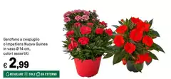 Sole - Garofano A Cespiglio O Impatigen Nuova Guinea In Vaso Sole - Garofano A Cespiglio O Impatigen Nuova Guinea In Vaso