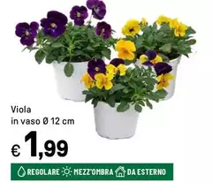 Viola - In Vaso Viola - In Vaso