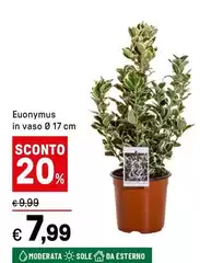 Sole - Euonymus In Vaso Ø 17 Cm Sole - Euonymus In Vaso Ø 17 Cm