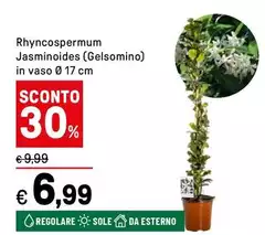 Sole - Rhyncospermum Jasminoides (gelsomino) In Vaso Ø 17 Cm Sole - Rhyncospermum Jasminoides (gelsomino) In Vaso Ø 17 Cm