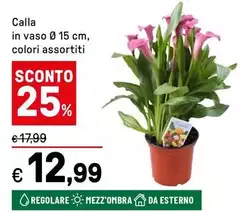 Calla In Vaso Calla In Vaso