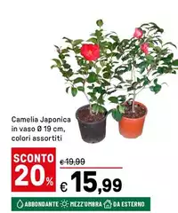 Camelia Japonica In Vaso Camelia Japonica In Vaso