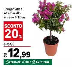 Sole - Bouganvillea Ad Alberello In Vaso