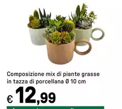 Composizione Mix Di Piante Grasse In Tazza Di Porcellana Composizione Mix Di Piante Grasse In Tazza Di Porcellana