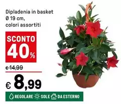 Dipladenia In Basket