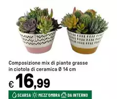Composizione Mix Di Piante Grasse In Ciotola Di Ceramica