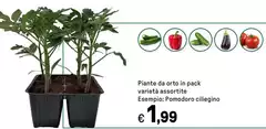 Piante Da Orto In Pack Variété Assortite Piante Da Orto In Pack Variété Assortite