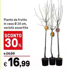 Piante Da Frutto In Vaso Ø 24 Cm, Piante Da Frutto In Vaso Ø 24 Cm,