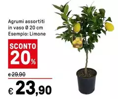 Agrumi Assortiti In Vaso Ø 20 Cm Agrumi Assortiti In Vaso Ø 20 Cm