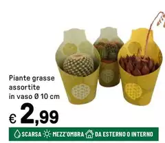 Piante Grasse Assortite In Vaso Piante Grasse Assortite In Vaso