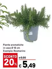 Piante Aromatiche In Vaso