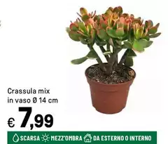 Crassula Mix In Vaso Crassula Mix In Vaso