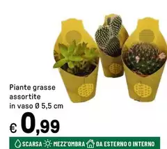 Piante Grasse In Vaso