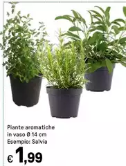 Piante Aromatiche In Vaso Ø 14 Cm Piante Aromatiche In Vaso Ø 14 Cm