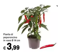 Pianta Di Peperoncino In Vaso Pianta Di Peperoncino In Vaso