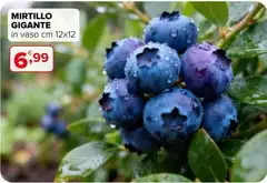Mirtillo Gigante Mirtillo Gigante