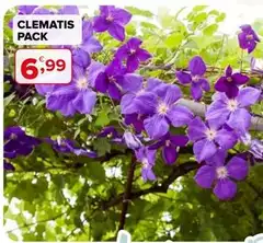 Clematis Pack