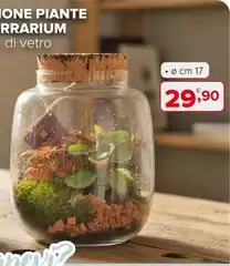 One Piante Rrarium