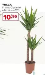Yucca