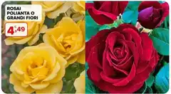 Rosai Polianta O Grandi Fiori Rosai Polianta O Grandi Fiori