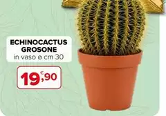 Echinocactus Grosone Echinocactus Grosone