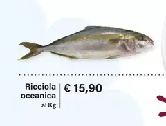 Ricciola Oceanica Ricciola Oceanica