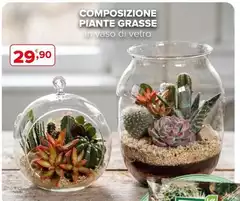 Piante Grasse Piante Grasse