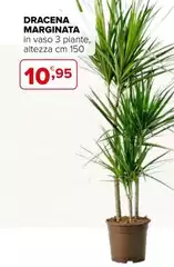 Dracena Marginata Dracena Marginata