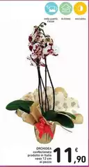 Orchidea - Confezione Oro