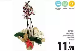 Orchidea - Orchidea -