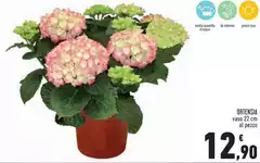 Luce - Ortensia Luce - Ortensia