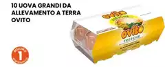 Ovito - 10 Uova Grandi Da Allevamento A Terra Ovito - 10 Uova Grandi Da Allevamento A Terra