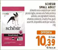 Schesir - Small Adult