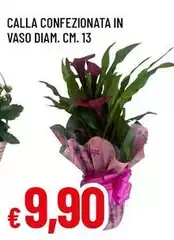 Calla Confezionata In Vaso Diam. Cm. 13 Calla Confezionata In Vaso Diam. Cm. 13