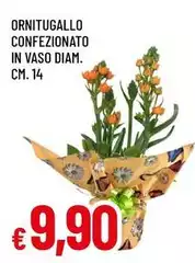 Orniuugallo Confezionato In Vaso Diam. Cm. 14 Orniuugallo Confezionato In Vaso Diam. Cm. 14