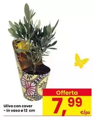 Ulivo Con Cover