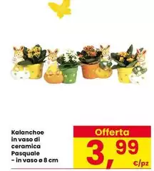 Kalanchoe In Vaso Di Ceramica