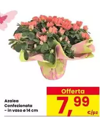 Azalea Confezionata