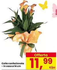 Calla Confezionata