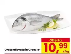 Orata Allevata In Croazia Orata Allevata In Croazia