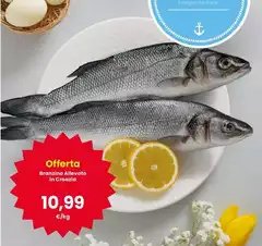 Dal mare - Branzino Allevate In Crorada Dal mare - Branzino Allevate In Crorada