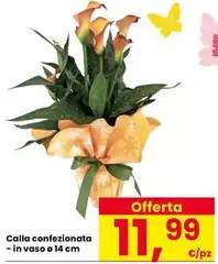 Calla Confezionata