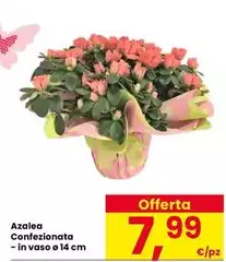 Azalea Confezionata