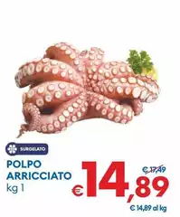 Polpo Arricciato Polpo Arricciato